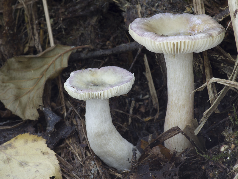 Russula gracillima